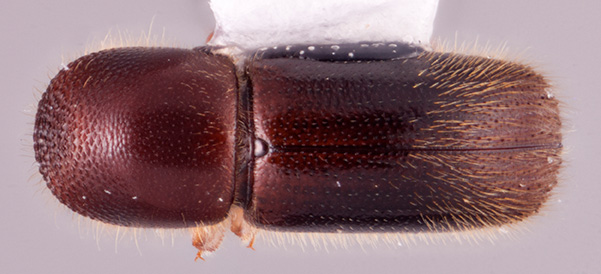 Cyclorhipidion pilipenne | Southeast Asian Ambrosia Beetle ID