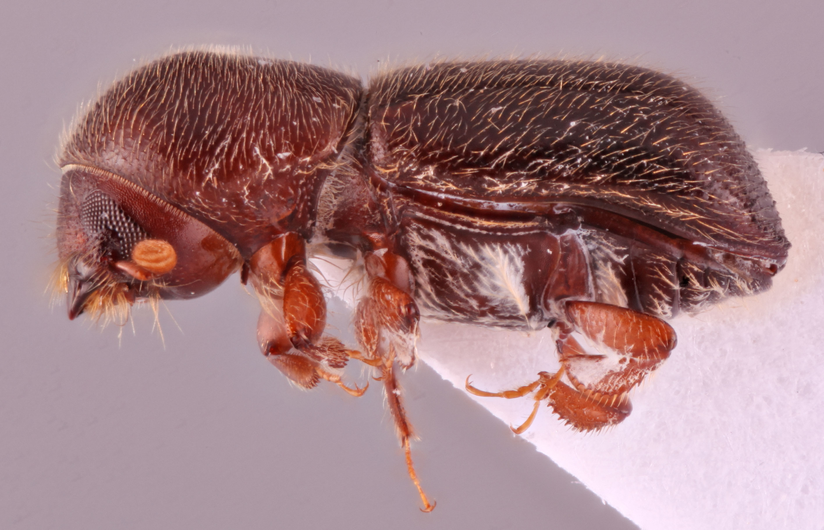 Cyclorhipidion xyloteroides | Southeast Asian Ambrosia Beetle ID