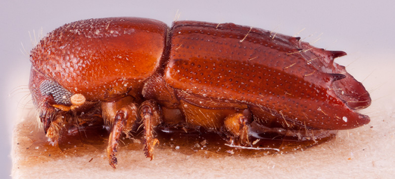 Debus birmanus | Southeast Asian Ambrosia Beetle ID