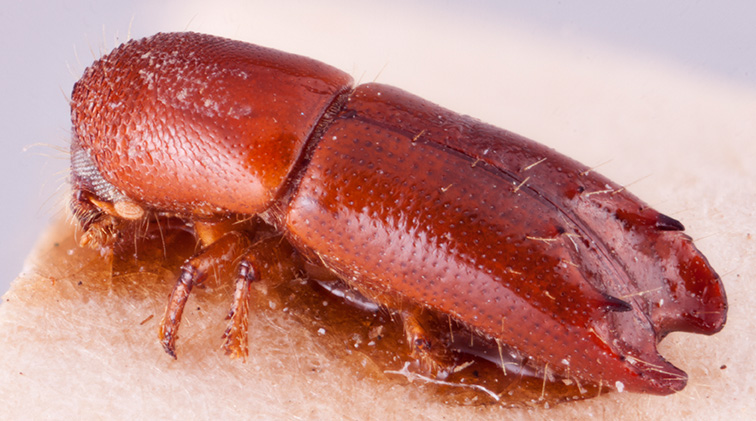 Debus birmanus | Southeast Asian Ambrosia Beetle ID
