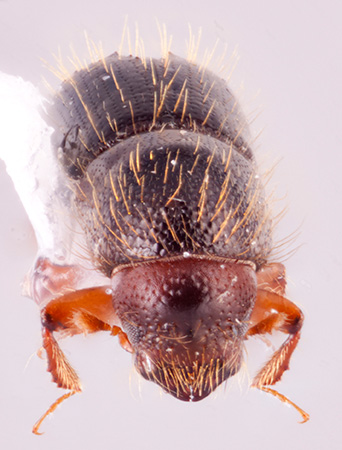 Debus shoreae | Southeast Asian Ambrosia Beetle ID