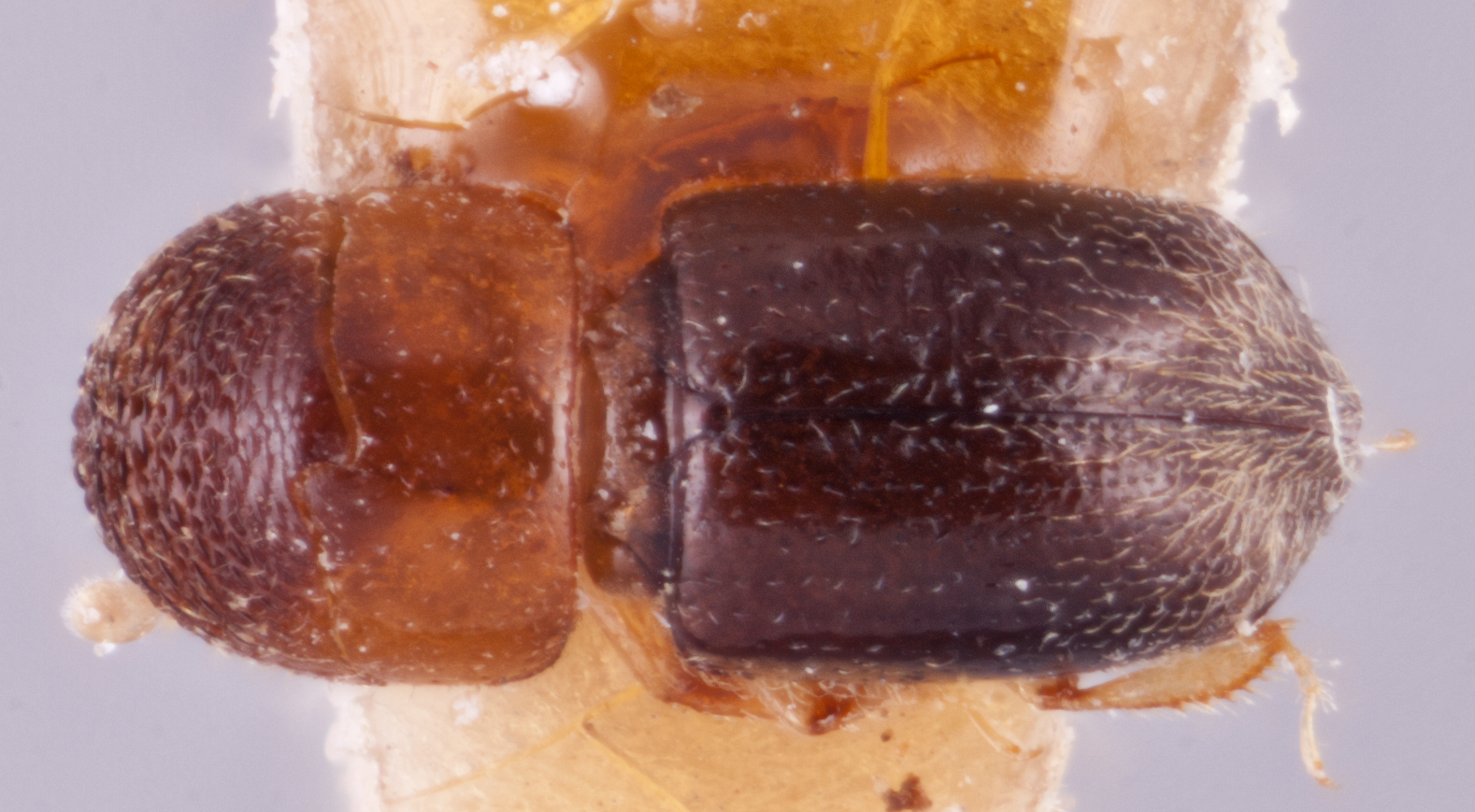  Diuncus ciliatoformis nbsp;dorsal; R.K. Osborn 
