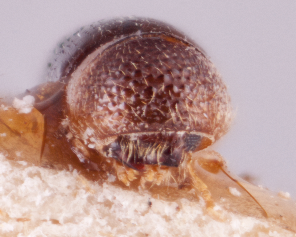   Diuncus ciliatoformis nbsp;frontal; R.K. Osborn 
