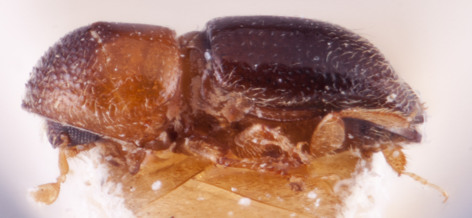   Diuncus ciliatoformis nbsp;lateral; R.K. Osborn 
