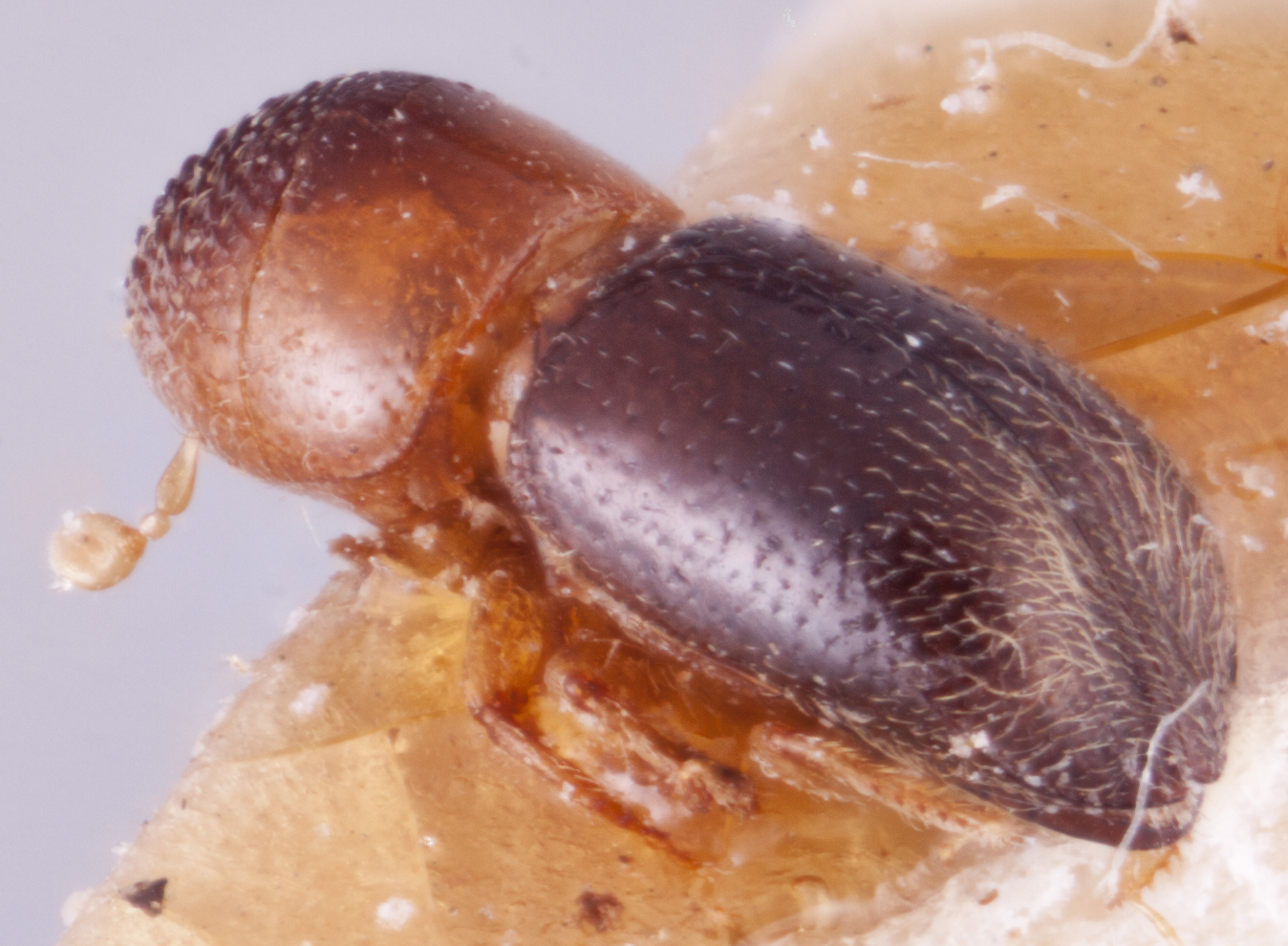   Diuncus ciliatoformis nbsp;declivity; R.K. Osborn 
