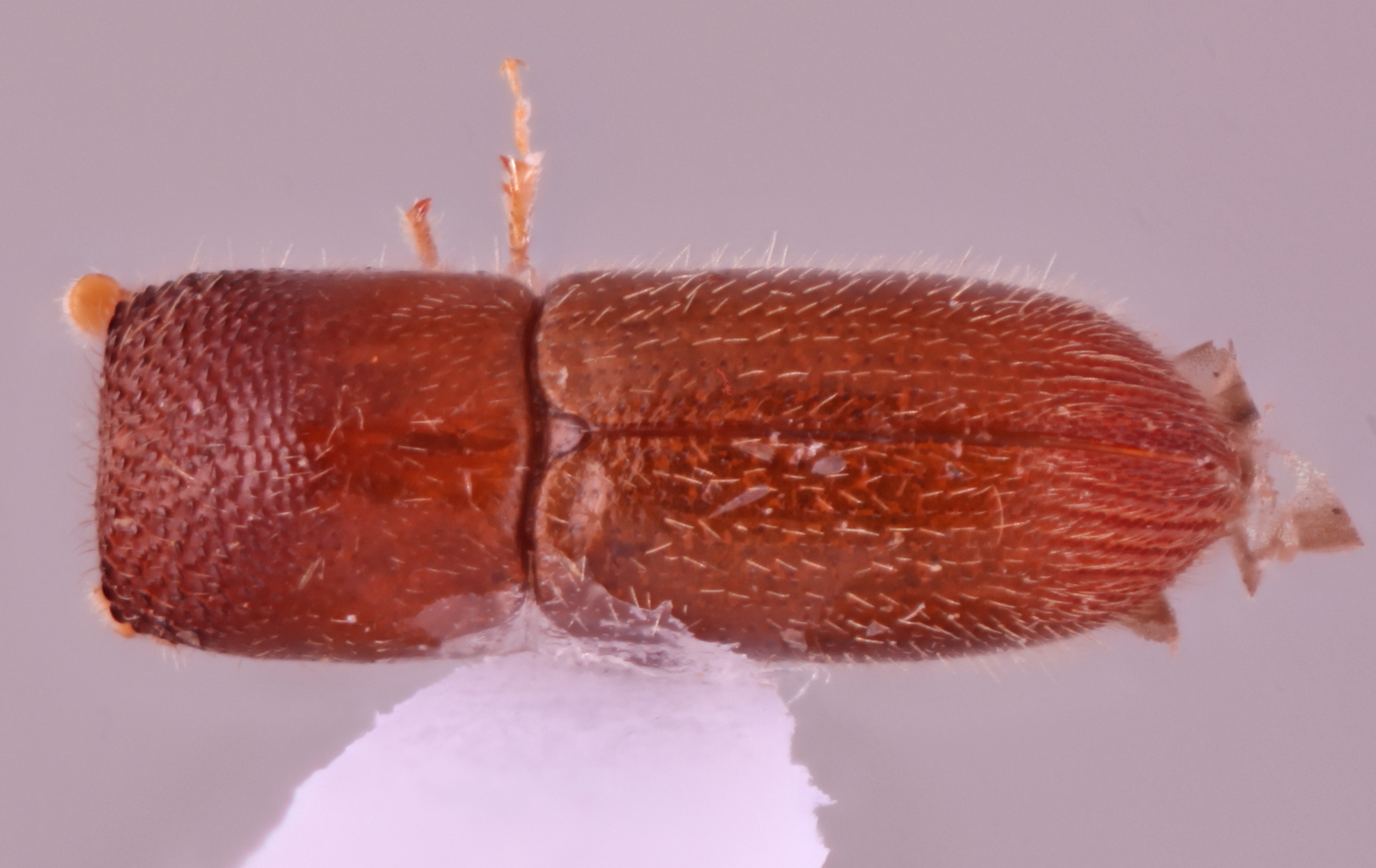 Eggersanthus sublaevis | Southeast Asian Ambrosia Beetle ID