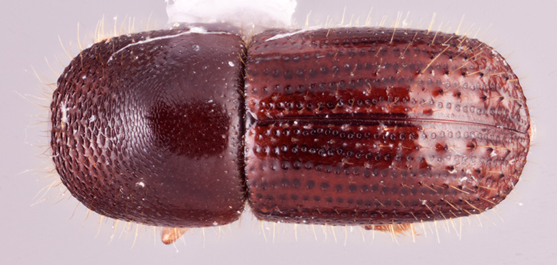 Euwallacea funereus | Southeast Asian Ambrosia Beetle ID