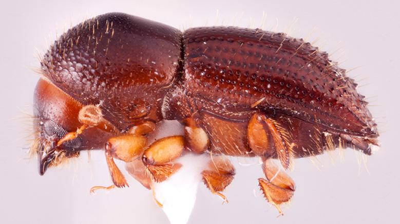 Euwallacea funereus | Southeast Asian Ambrosia Beetle ID