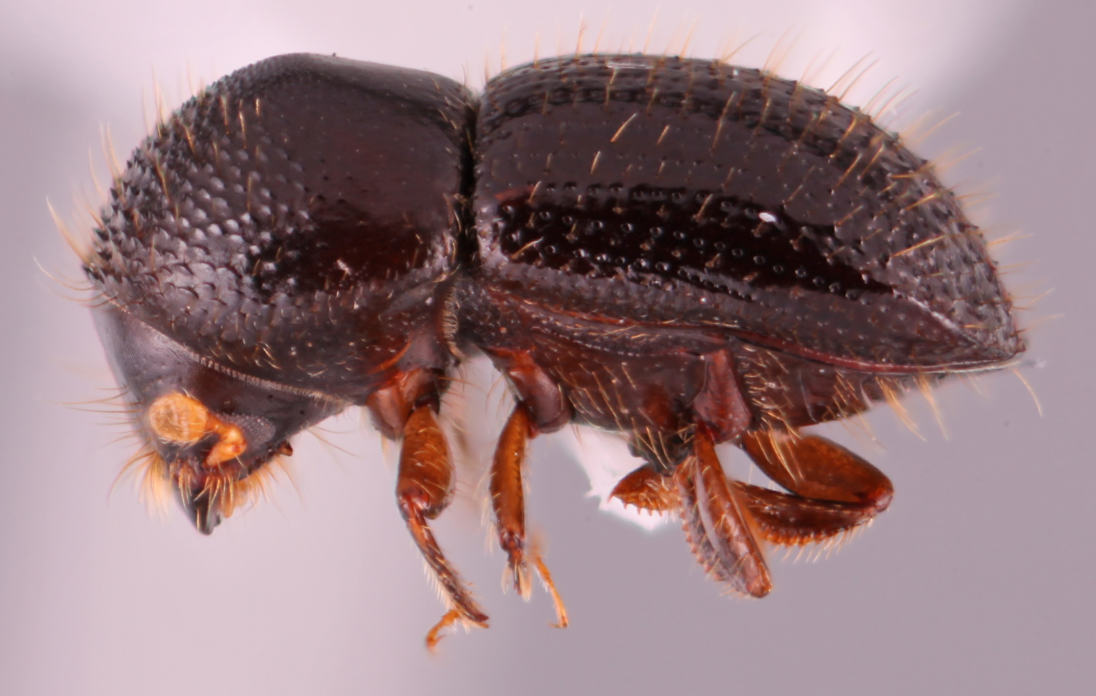 Euwallacea kuroshio | Southeast Asian Ambrosia Beetle ID