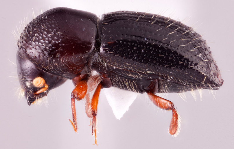 Euwallacea validus | Southeast Asian Ambrosia Beetle ID