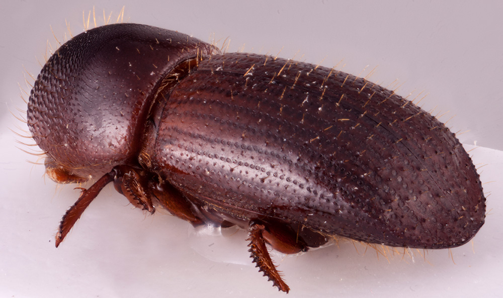 Euwallacea gravelyi | Southeast Asian Ambrosia Beetle ID