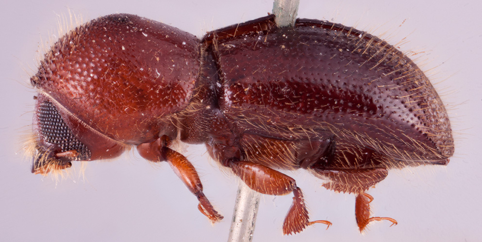 Terminalinus macropterus | Southeast Asian Ambrosia Beetle ID