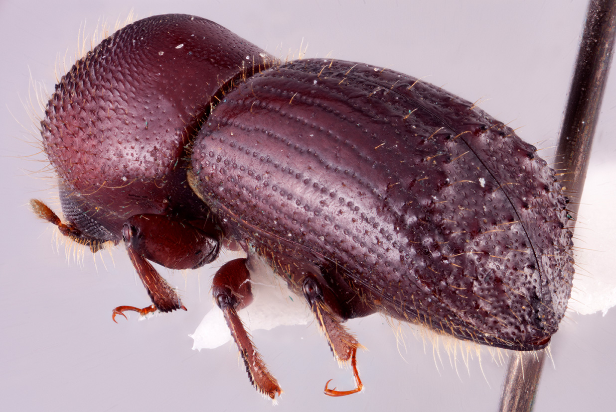 Terminalinus pseudopilifer | Southeast Asian Ambrosia Beetle ID