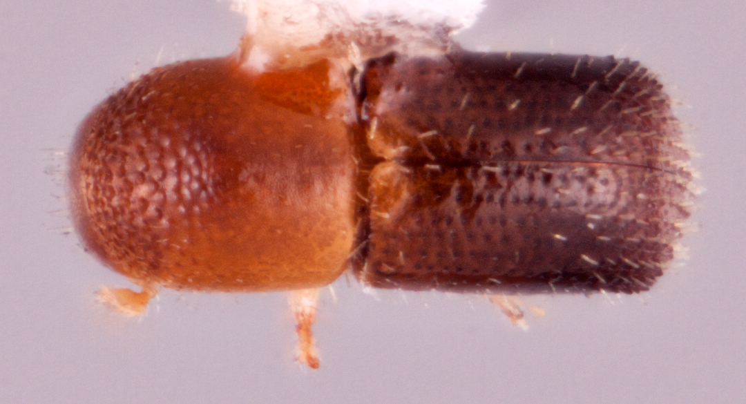 Microperus pometianus | Southeast Asian Ambrosia Beetle ID