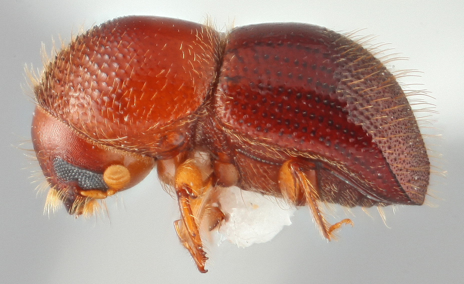 Xylosandrus declivigranulatus | Southeast Asian Ambrosia Beetle ID