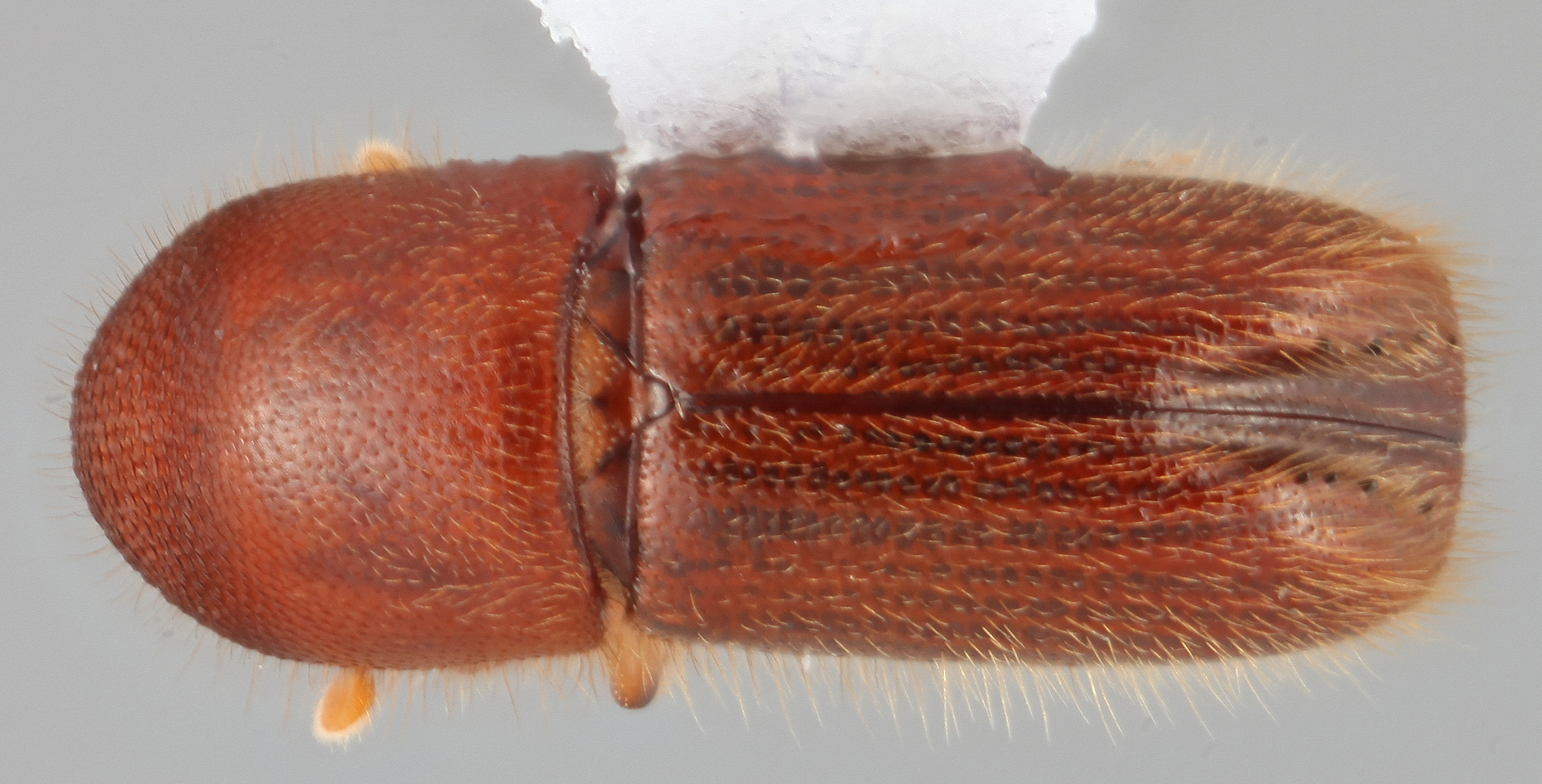 Cyclorhipidion laetum | Southeast Asian Ambrosia Beetle ID