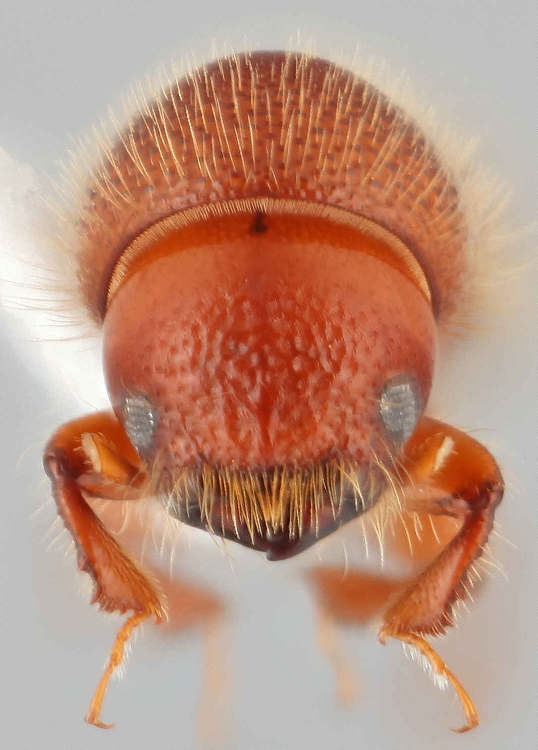 Xyleborus monographus | Southeast Asian Ambrosia Beetle ID