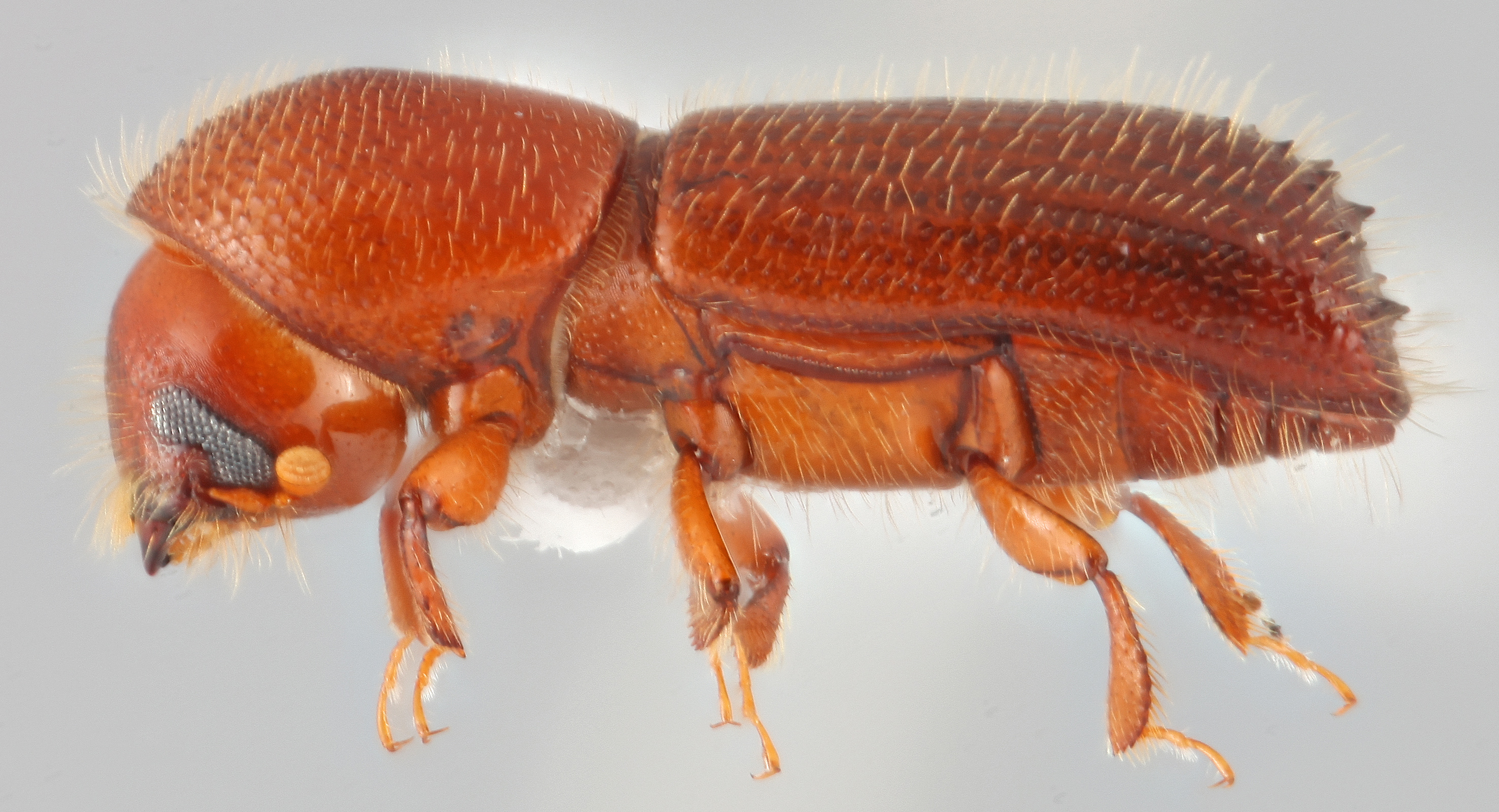 Xyleborus monographus | Southeast Asian Ambrosia Beetle ID