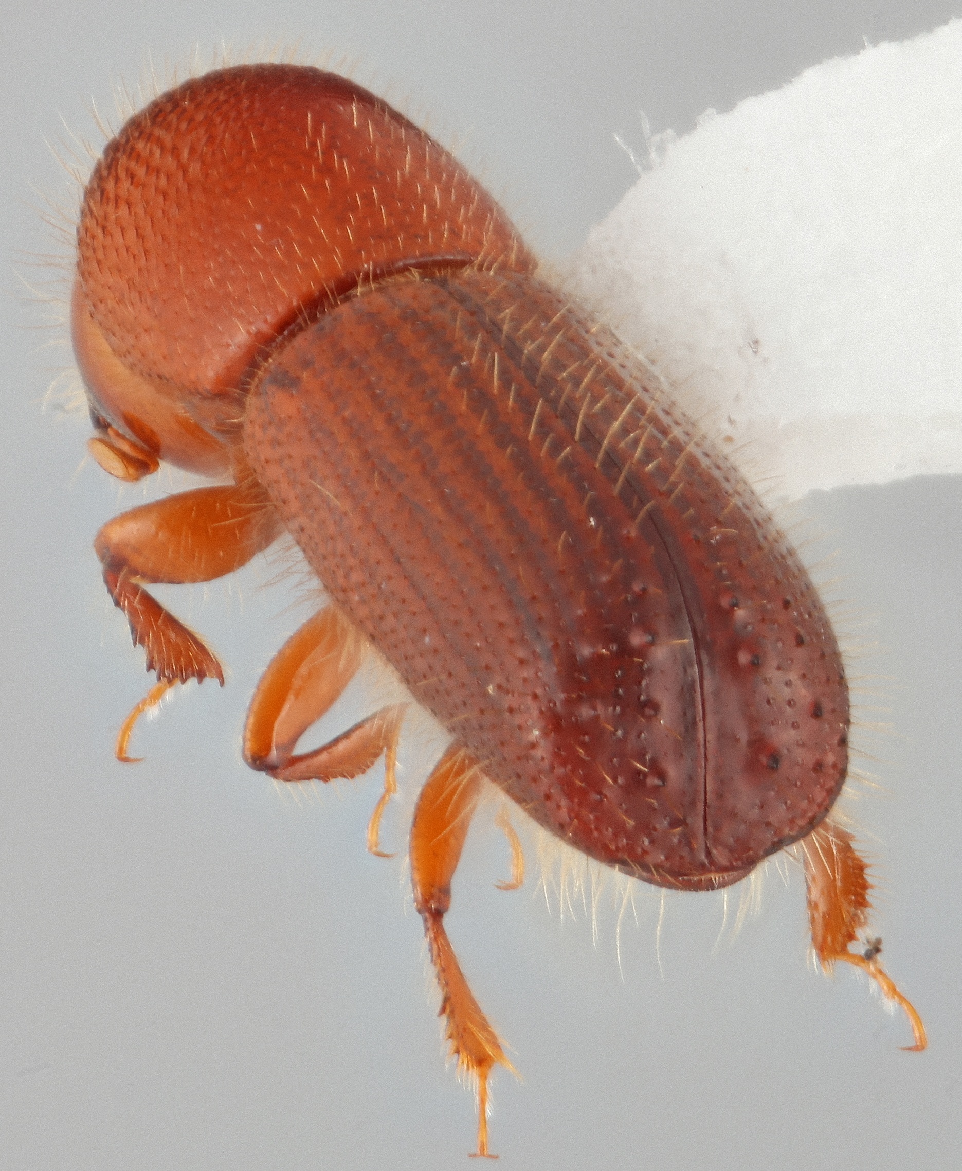 Xyleborus monographus | Southeast Asian Ambrosia Beetle ID