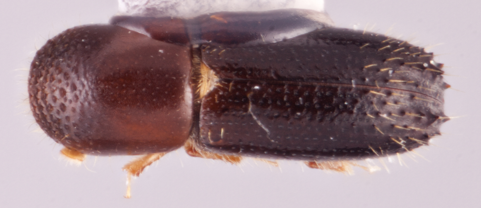 Xyleborinus disgregus | Southeast Asian Ambrosia Beetle ID