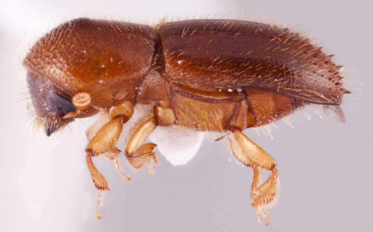 Xyleborinus echinopterus | Southeast Asian Ambrosia Beetle ID