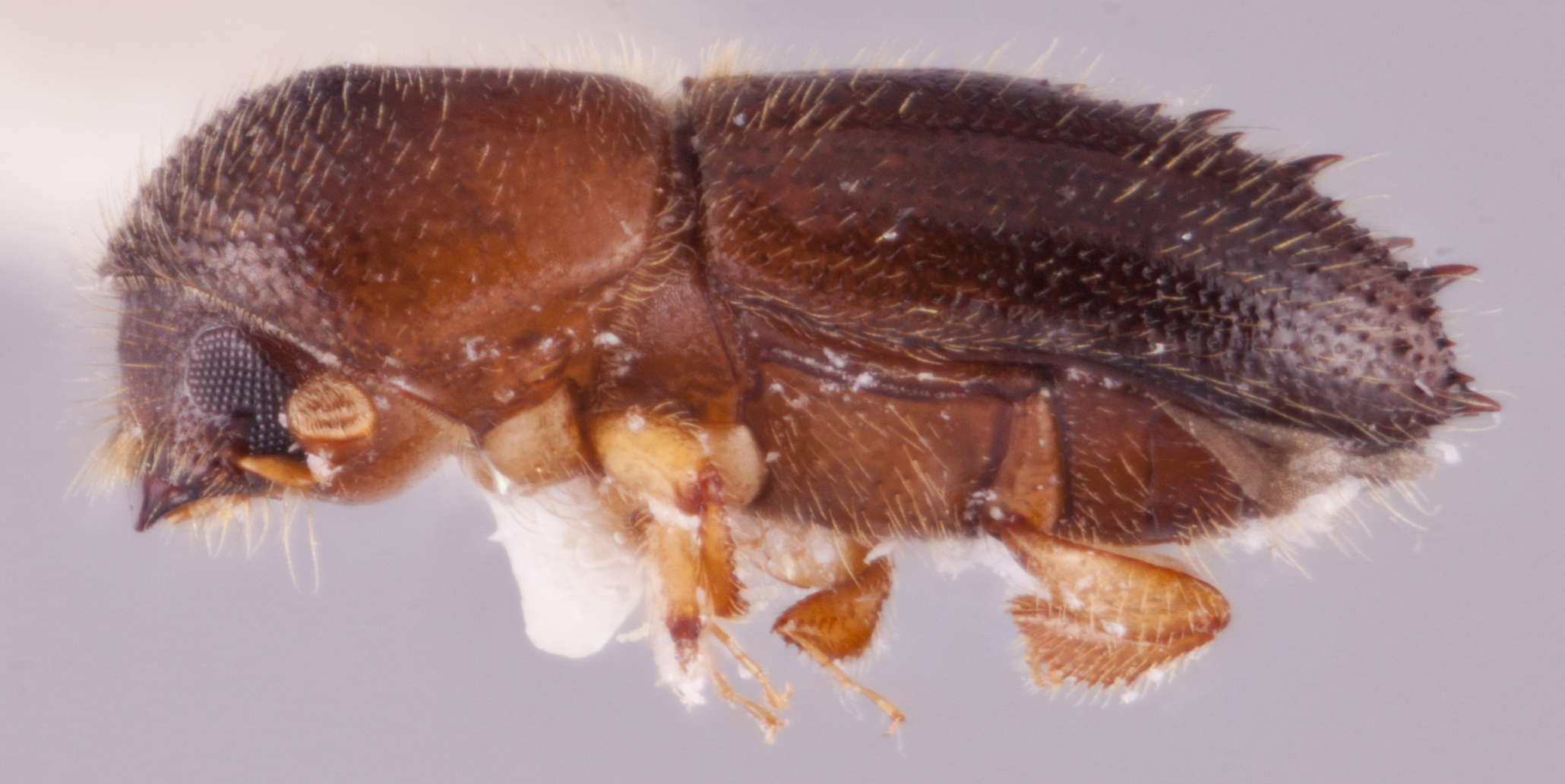 Xyleborinus octiesdentatus | Southeast Asian Ambrosia Beetle ID