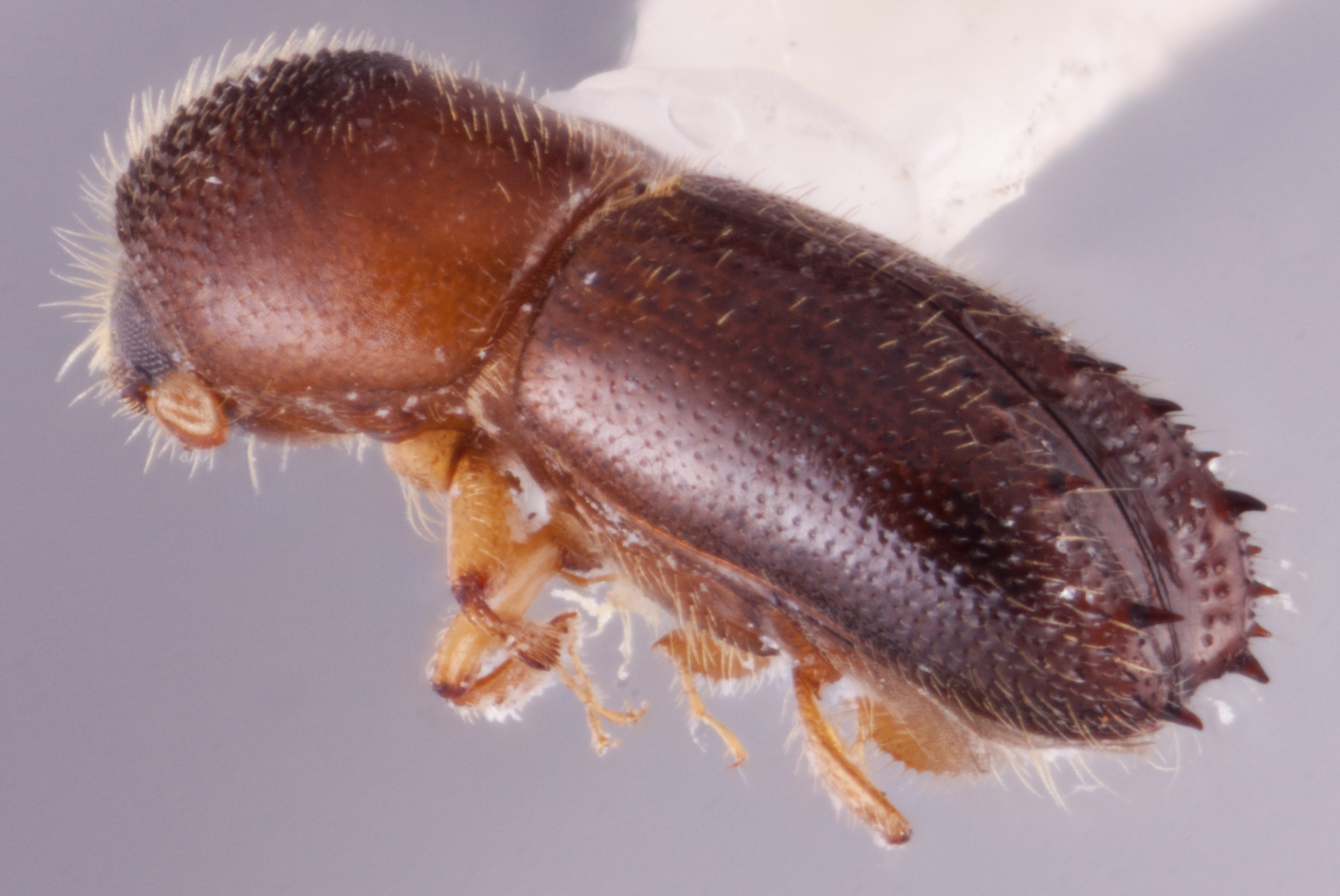 Xyleborinus octiesdentatus | Southeast Asian Ambrosia Beetle ID