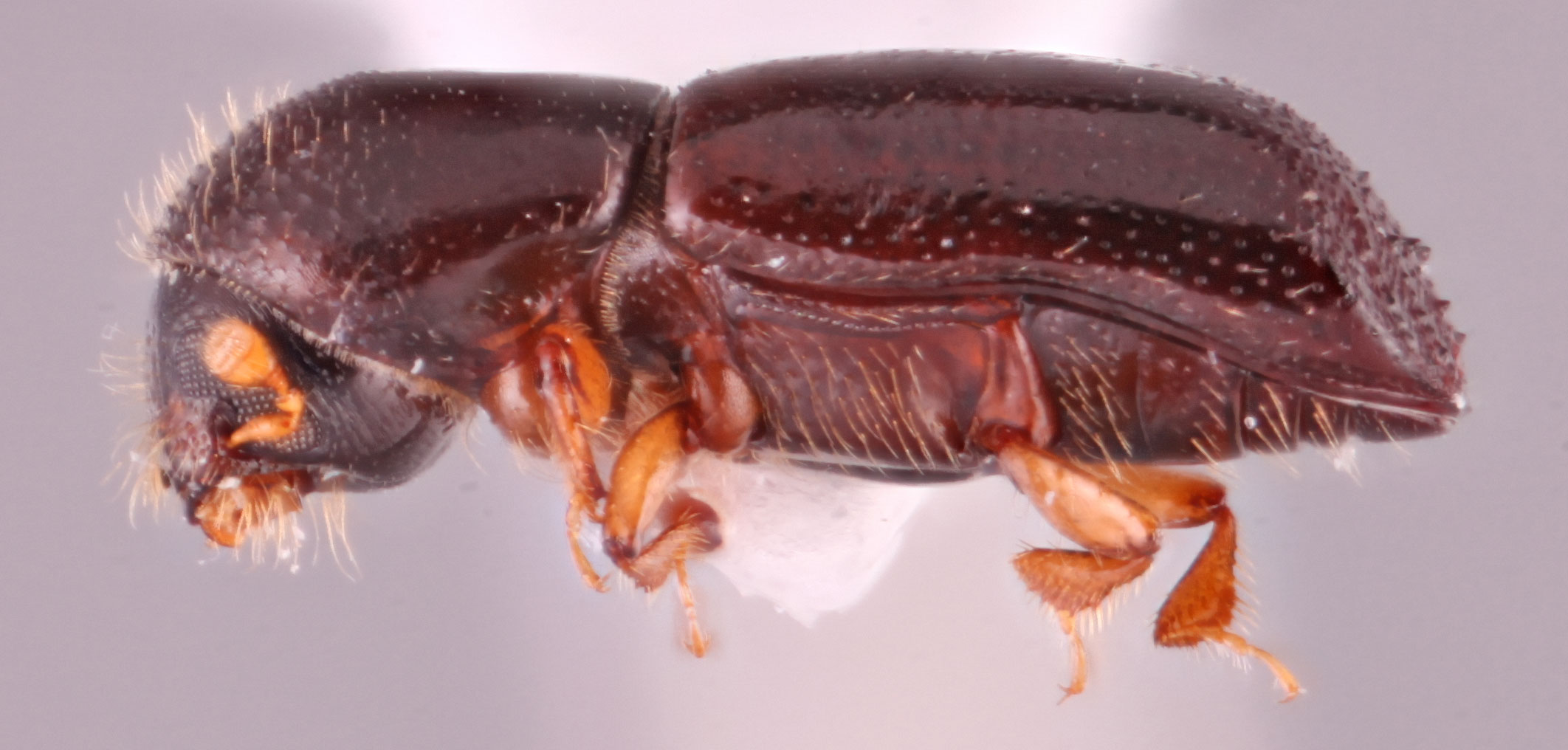 Xyleborus glabratus | Southeast Asian Ambrosia Beetle ID