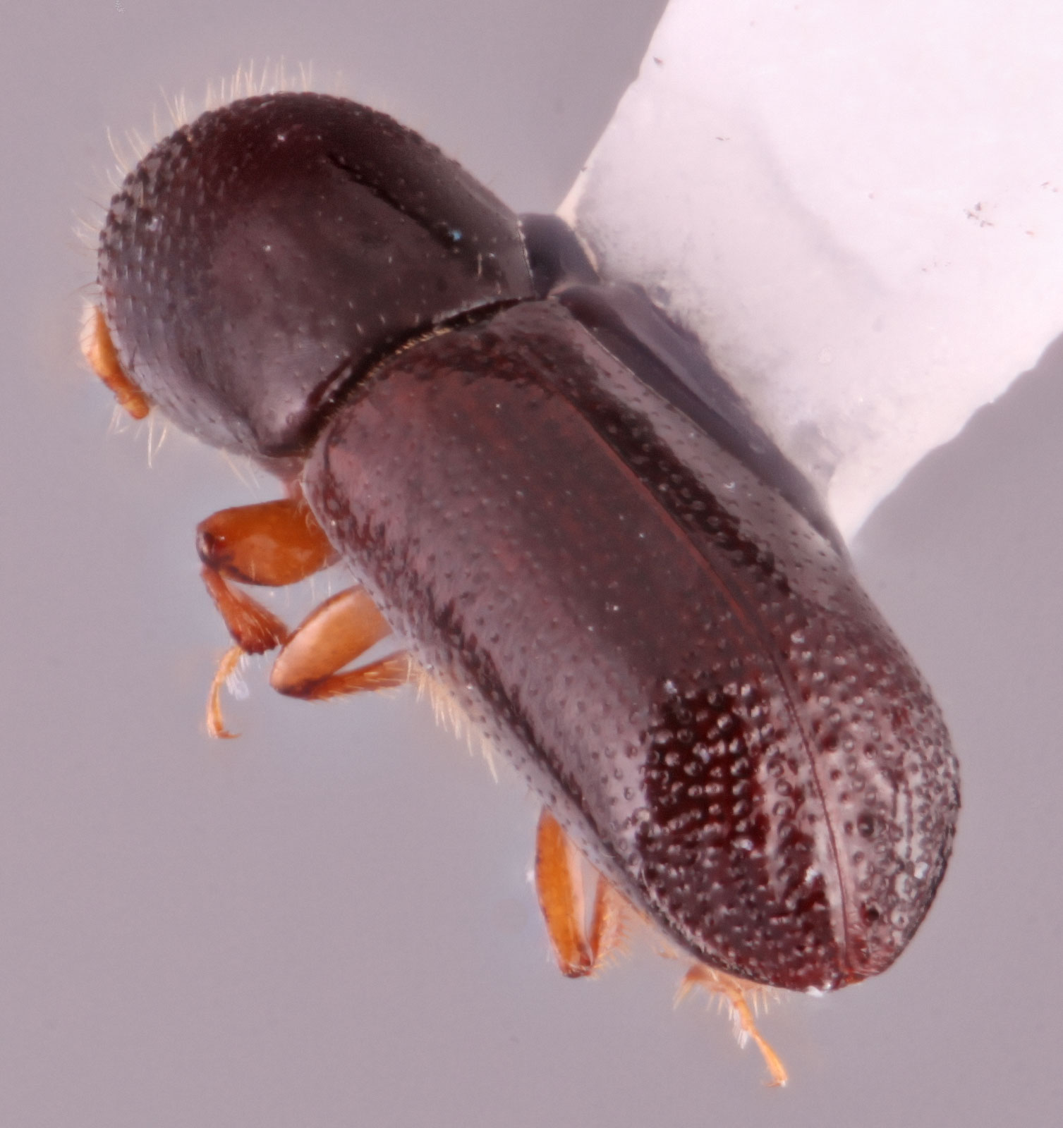 Xyleborus glabratus | Southeast Asian Ambrosia Beetle ID