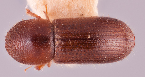 Heteroborips indicus | Southeast Asian Ambrosia Beetle ID