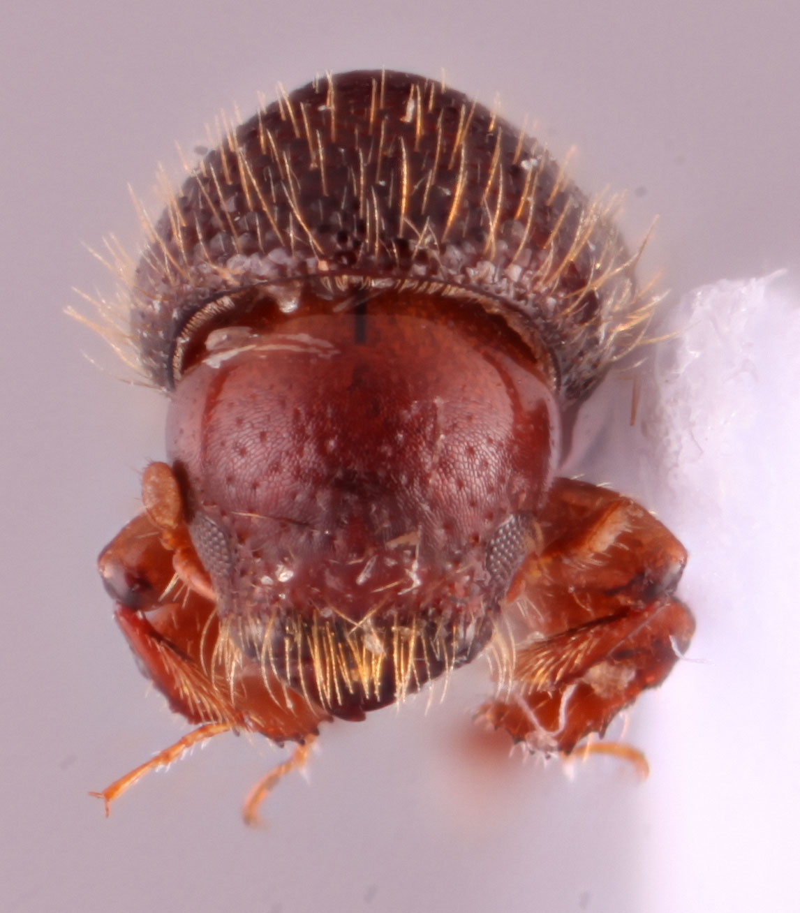 Xyleborus yunnanensis | Southeast Asian Ambrosia Beetle ID