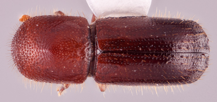 Xyleborus festivus | Southeast Asian Ambrosia Beetle ID