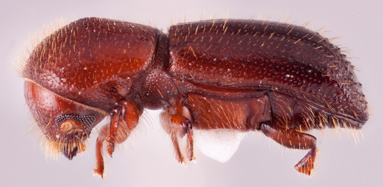 Xyleborus festivus | Southeast Asian Ambrosia Beetle ID