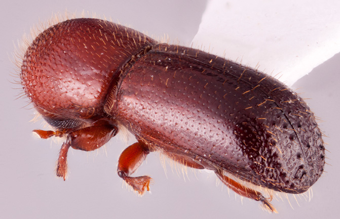 Xyleborus festivus | Southeast Asian Ambrosia Beetle ID