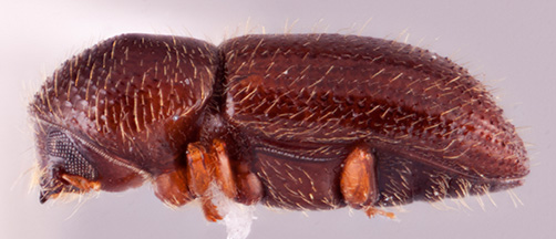 Heteroborips seriatus | Southeast Asian Ambrosia Beetle ID