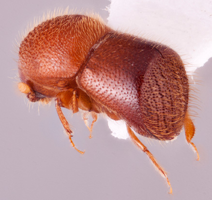 Xylosandrus borealis | Southeast Asian Ambrosia Beetle ID