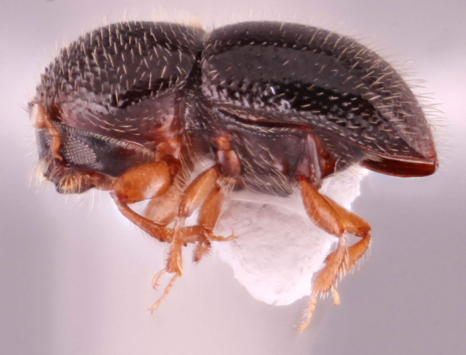 Xylosandrus compactus | Southeast Asian Ambrosia Beetle ID