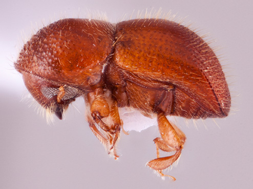 Xylosandrus crassiusculus | Southeast Asian Ambrosia Beetle ID