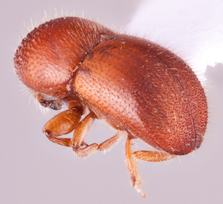 Xylosandrus crassiusculus | Southeast Asian Ambrosia Beetle ID