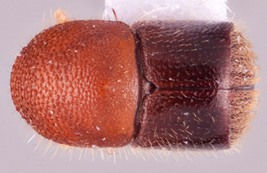 Xylosandrus discolor | Southeast Asian Ambrosia Beetle ID