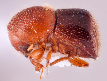 Xylosandrus discolor | Southeast Asian Ambrosia Beetle ID