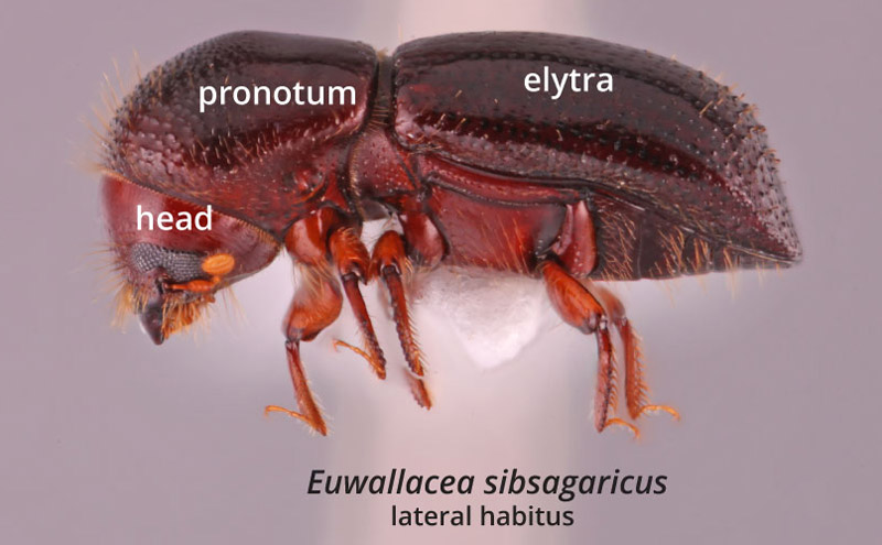 ambrosia beetle general anatomy