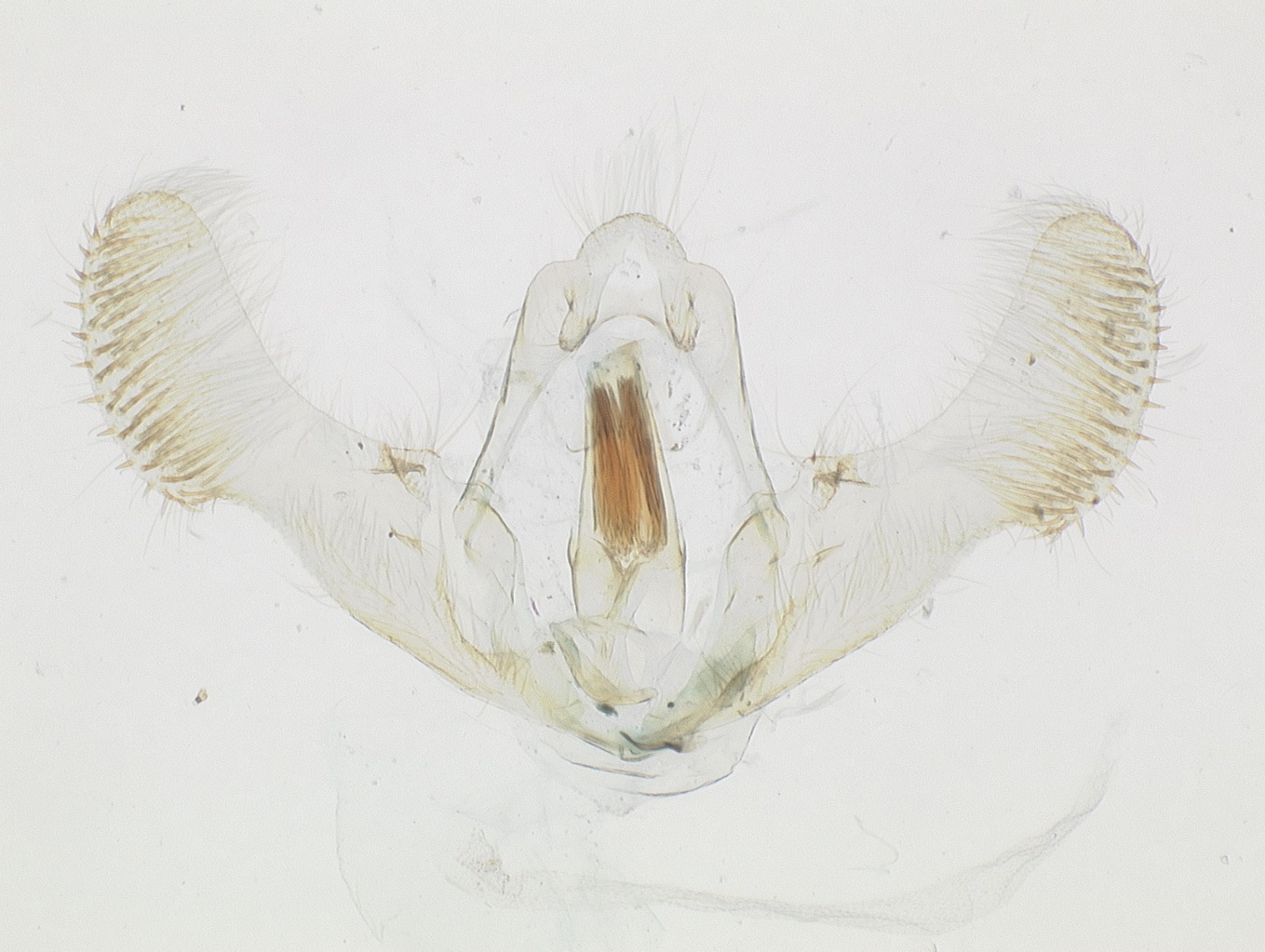 Male genitalia. © James Hayden, FDACS-DPI. Image used with permission.