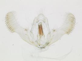 Male genitalia. © James Hayden, FDACS-DPI. Image used with permission.
