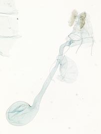 Female genitalia. © James Hayden, FDACS-DPI. Image used with permission. 
 