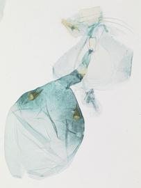 Female genitalia. © Dr. James Hayden, FDACS-DPI. Image used with permission.