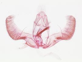 Male genitalia. © James Hayden, FDACS-DPI. Image used with permission.