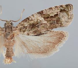  Male. © John W. Brown. Image used with permission.
