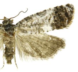   Accuminulia buscki 
