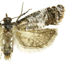   Accuminulia buscki 

